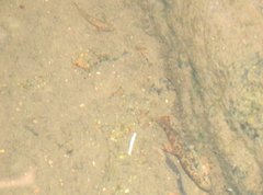 Liniparhomaloptera disparis