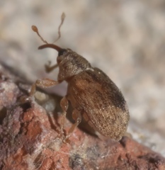 Lignyodes bischoffi