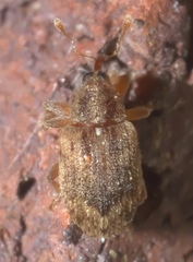 Lignyodes bischoffi