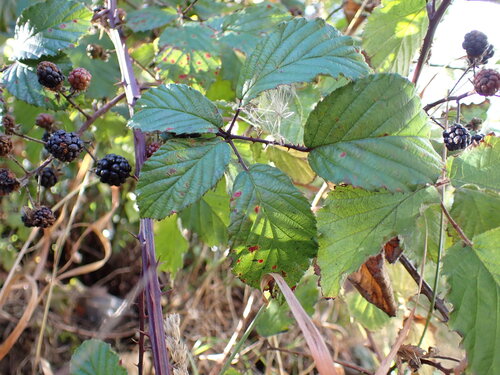 Slender Spined Bramble (Rubus elegantispinosus)