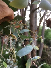 Gonipterus platensis