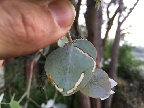 Eucalyptus snout beetle
