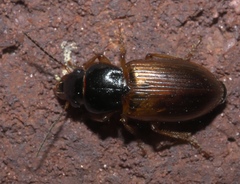 Anisodactylus sanctaecrucis