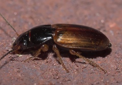 Anisodactylus sanctaecrucis