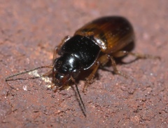 Anisodactylus sanctaecrucis
