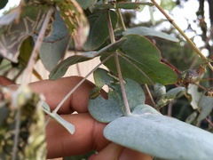 Gonipterus platensis