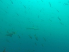 Cephalopholis colonus