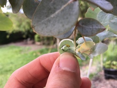 Gonipterus platensis