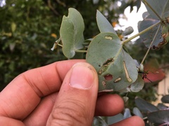 Gonipterus platensis