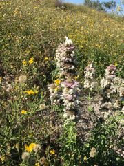 Monarda maritima
