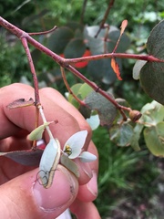 Gonipterus platensis