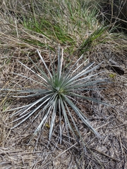 Argyroxiphium kauense