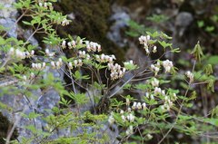 Rhododendron benhallii