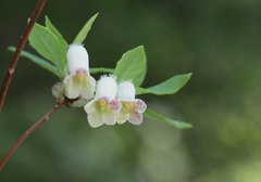 Rhododendron benhallii