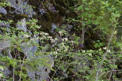 Rhododendron benhallii