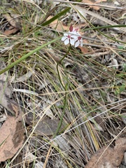 Burchardia umbellata