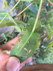 Gonipterus platensis