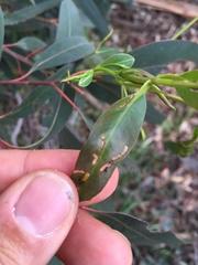 Gonipterus platensis