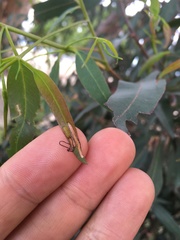 Gonipterus platensis