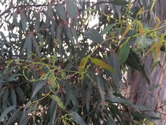 Gonipterus platensis