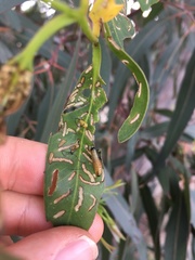 Gonipterus platensis