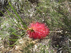 Melaleuca orophila