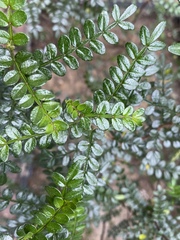 Zanthoxylum beecheyanum