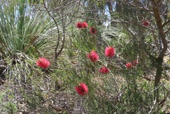 Melaleuca orophila