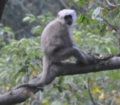 Semnopithecus schistaceus