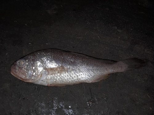Obliquemouth croaker (Johnius plagiostoma) — Sciaenidae
