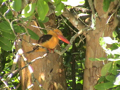 Pelargopsis amauroptera