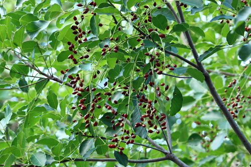 Black poisonwood (Metopium brownei)