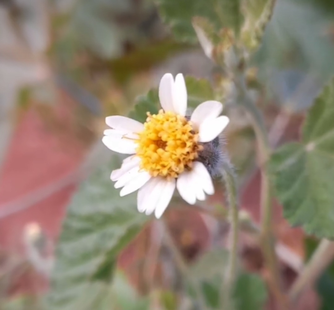 Tridax procumbens