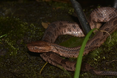Guanyinshan Mountain Pitviper