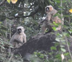 Semnopithecus schistaceus