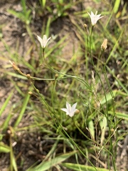 Wahlenbergia virgata