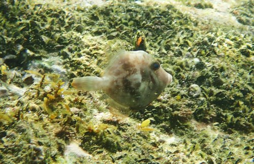 Threadsail filefish (Stephanolepis cirrhifer) — Monacanthidae — 4