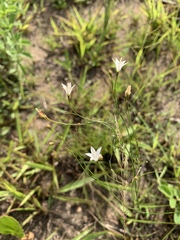 Wahlenbergia virgata