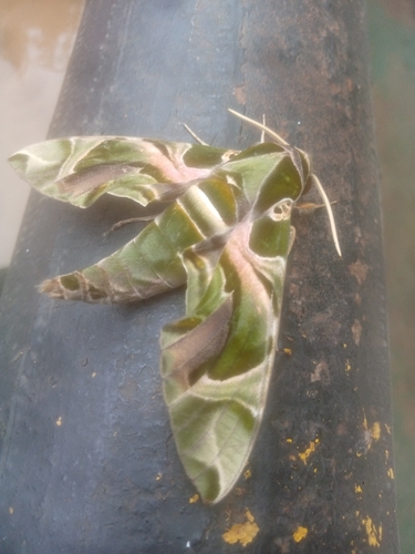 Oleander Hawkmoth
