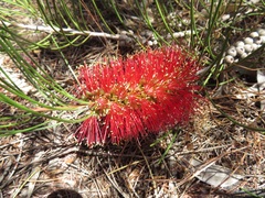 Melaleuca orophila