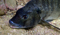 Acanthopagrus schlegelii