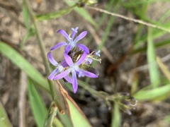 Wahlenbergia huttonii