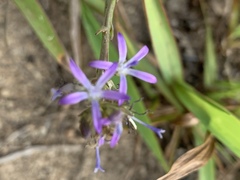 Wahlenbergia huttonii