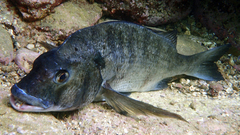 Acanthopagrus schlegelii