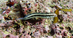 Petroscirtes breviceps