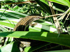 Eutropis trivittata