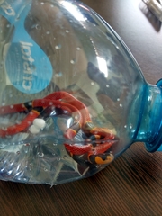 Micrurus diastema alienus