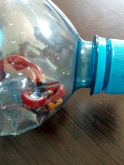 Micrurus diastema alienus