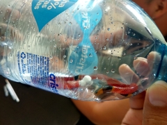 Micrurus diastema alienus