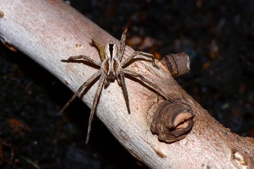 Wandering Ghost Spiders (Genus Argoctenus) · iNaturalist United Kingdom